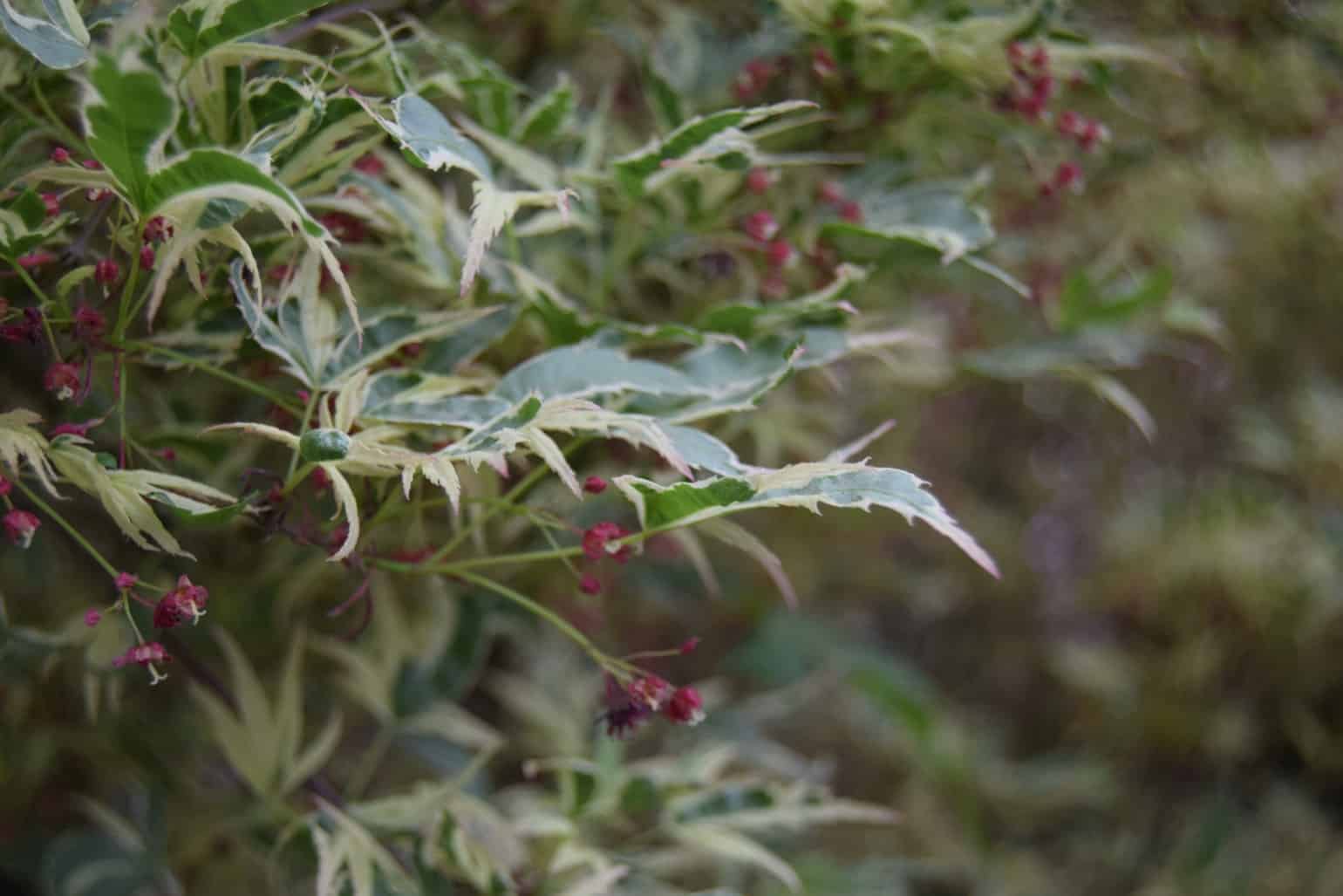 Acer palmatum 'Butterfly' 200-250 cm